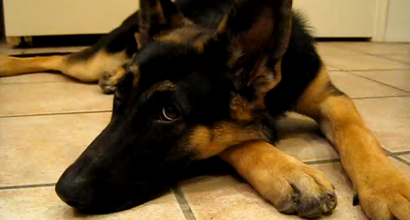 This German Shepherd Is All Of Us On Monday Mornings!