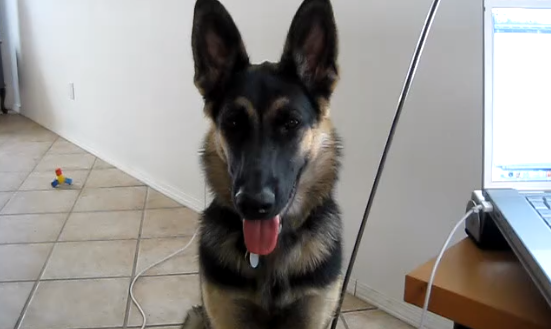 What This German Shepherd Is About To Do...Happens To All Of Us!