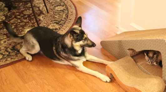 Lupina The German Shepherd Tells Her Feline Sibling Who's Boss!