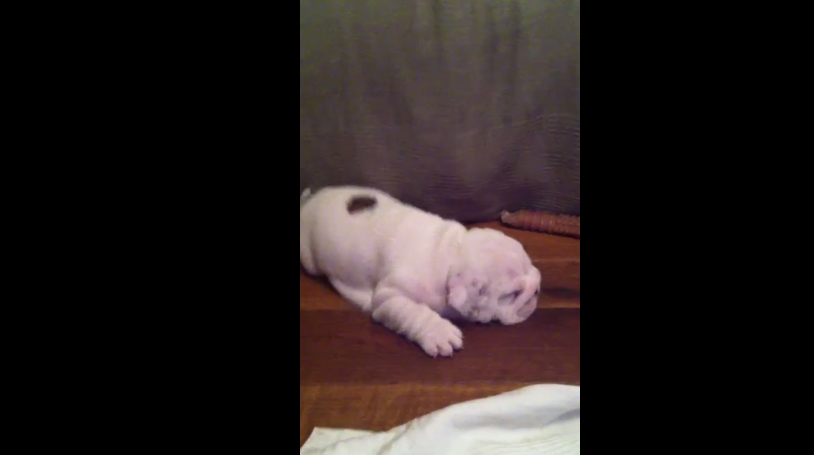 This Adorable English Bulldog Is Fast Asleep, But Seconds Later He Does This!