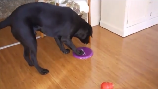 This Labrador Really Wants To Play The Frisbee But He Can't Pick It Up! #TryHard