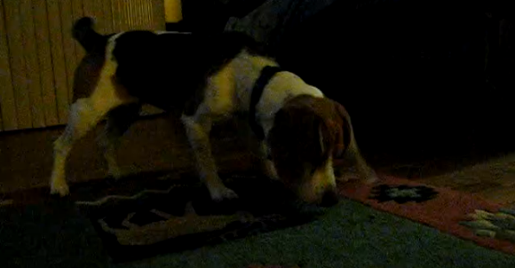 Adorable Beagle Can't Wrap His Head Around A Tiny House Fly!