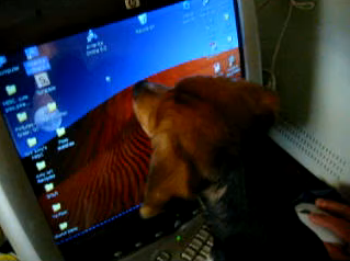 Adorable Beagle Pup Chases The Cursor On The Screen Thinking It's An Insect!