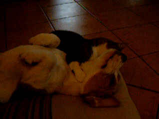 Mik The Beagle Enjoys A Rather Cat'ish Bath Time!