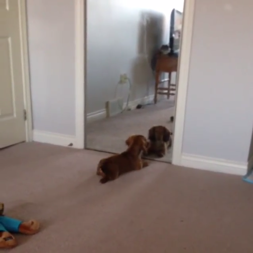 Adorable Dachshund Pup Sees His Reflection In The Mirror And Goes Nuts!