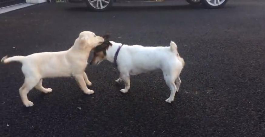 How This Cute Labrador Reacted When He Met His Sister Will Warm Your Heart!