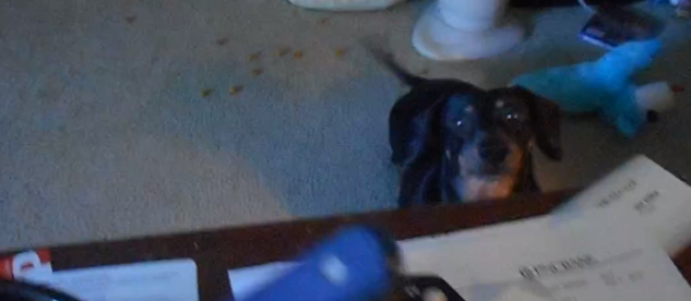 When You See Why This Dachshund Pup Is Barking, You'll Laugh!