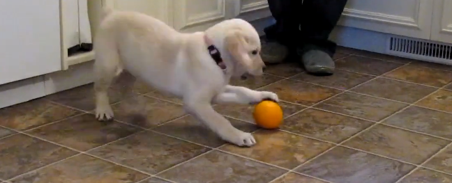 What Do You Think This Labrador Pup Is Playing With?!
