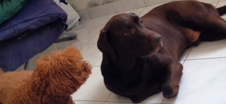 When You See This Labrador Talking, You'll Wish For Subtitles!