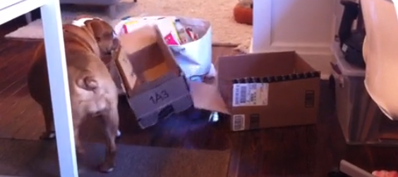 Stella The English Bulldog Helps Mommy Unclean The Place!