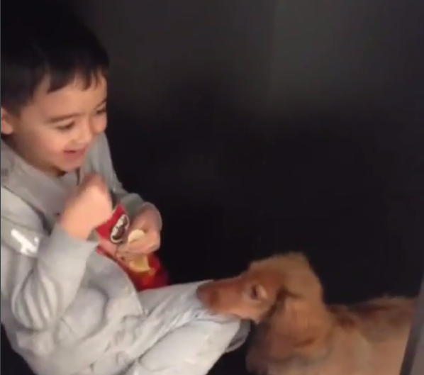 When You See What This Dachshund Is Doing Inside The Cupboard...OMG!