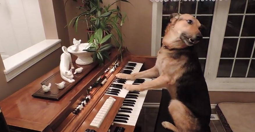 Sadie, A Rescued German Shepherd Mix Amazes Everyone With Her Talent!