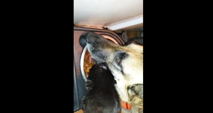 When You See How This Kitten Is Helping The German Shepherd, You'll Laugh Out Loud!