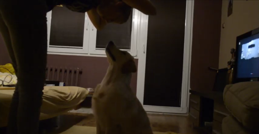 Adorable Golden Retriever Pup Learns How To Bark On Command!