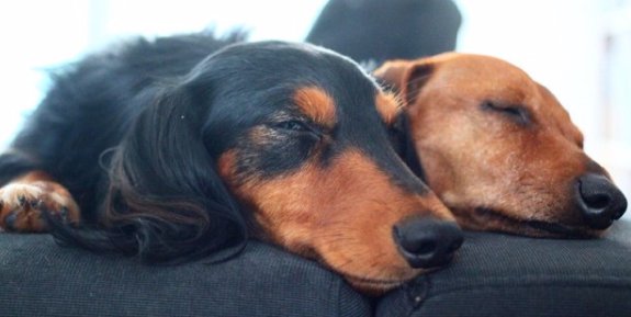 10 Cutest Dachshund Puppies Of 2015 Who Will Blow Your Mind!