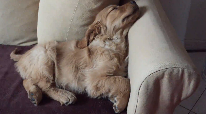 Adorable Golden Retriever Is Sleeping, But Watch What He Does In 35 Seconds!