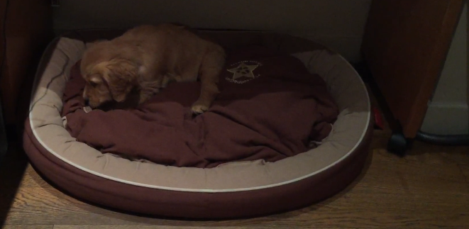 It's Way Past His Bed Time, But See What This Golden Retriever Is Doing!