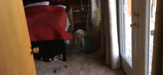 They Left Their Golden Retriever In His Pen, But The Hidden Camera Revealed THIS!
