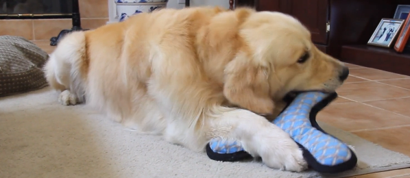 Adorable Golden Retriever Is Playing With His Toy, But Seconds Later He Smiles!