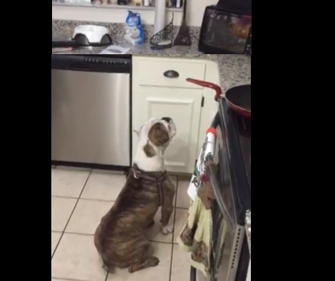 Can You Guess What This Adorable English Bulldog Is Barking At?!