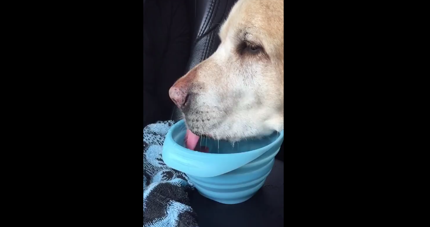 Jeff The Labrador Drinks Water In Slow Motion! This is Incredible!