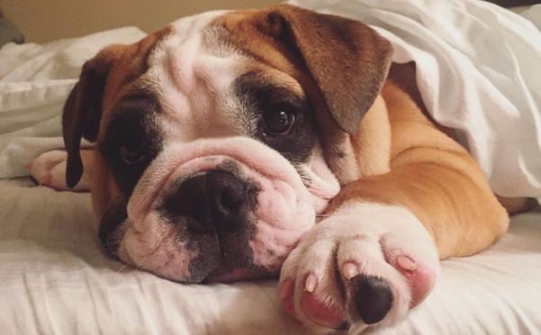10 Cutest English Bulldog Puppies Of 2015 Who Will Melt Your Heart!
