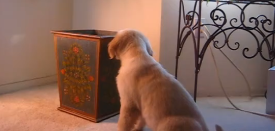 Adorable Golden Retriever Finally Figures Out What A Basket Is!