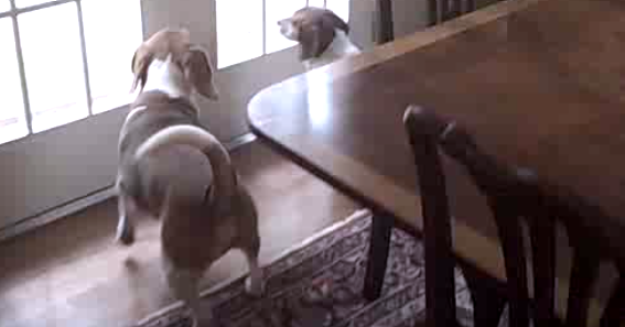 Adorable Beagle Pups Are Staring At Something Outside...Can You Guess?