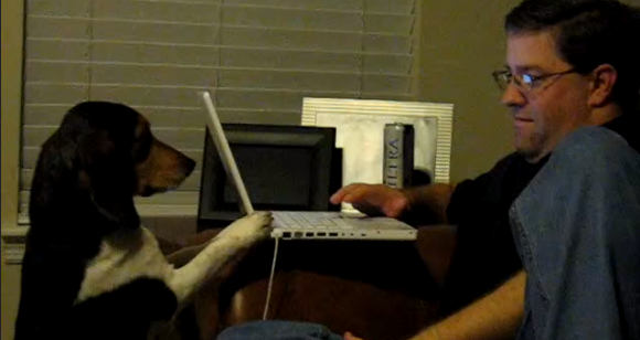Beagle Pup Wants Food, But Dad Is Busy. What He Does Next? Hilarious!