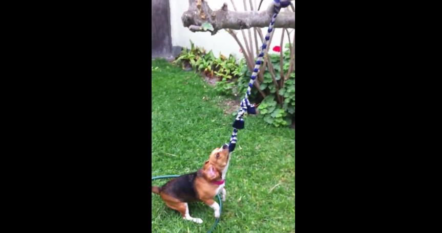 How This Adorable Beagle Enjoys Her Play Time Will Make You Want To Try It!