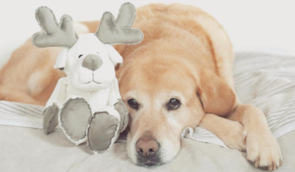 10 Cutest Labrador Puppies Of 2015 Who Will Steal Your Heart!
