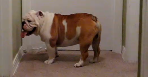 What This Adorable English Bulldog Is About To Play With...You Have It Too!