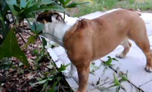Sumo The English Bulldog Goes To The Yard And Becomes...A Gardener?