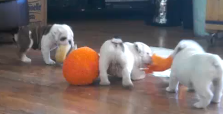 Tiny English Bulldog Puppies Playing For The First Time Will Melt Your Heart!