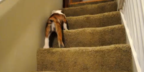 Petunia The English Bulldog Pup Conquers The Stairs For The First Time!
