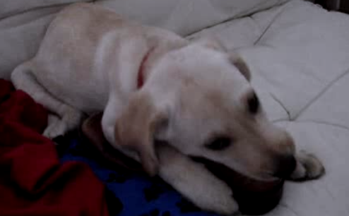 When You See What This Labrador Pup Is Having For Breakfast...LOL