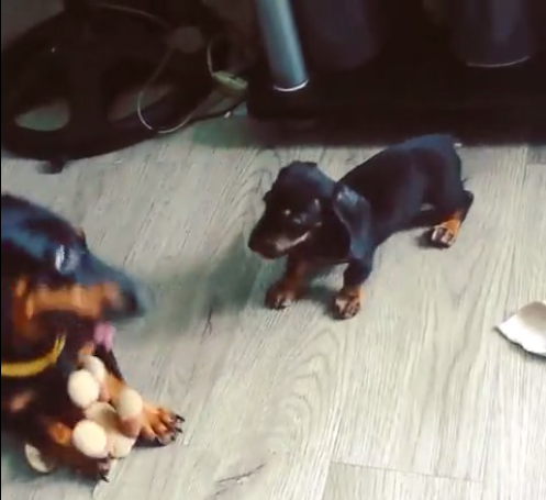 Brave Dachshund Pup Pins Down An Older Pup! This Is Incredible!