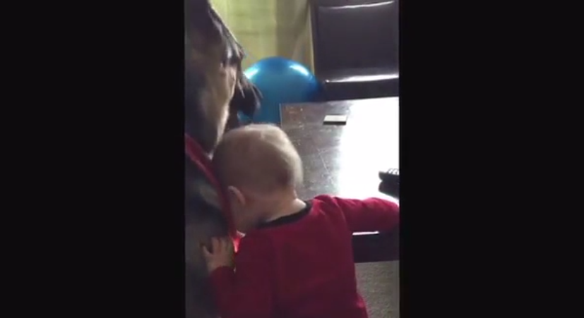 Adorable German Shepherd And Cute Baby Are The Best Of Friends!