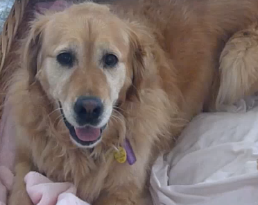 This Golden Retriever Has A Best Friend Who's As Fluffy And Cuddly As She Is!