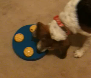 Adorable Beagle Opens Her Christmas Present, And Blows Past Expectations!