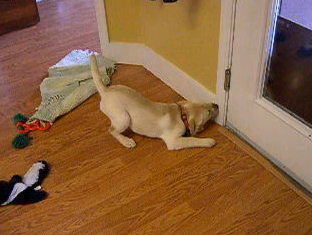 Labrador Retriever Finds Himself A New Play Partner...And It's Hilarious!