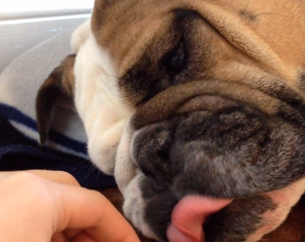This Adorable English Bulldog Is One Noisy Eater!