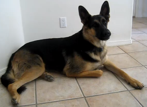 Charlie The German Shepherd Just Woke Up, But Did THIS Instead!