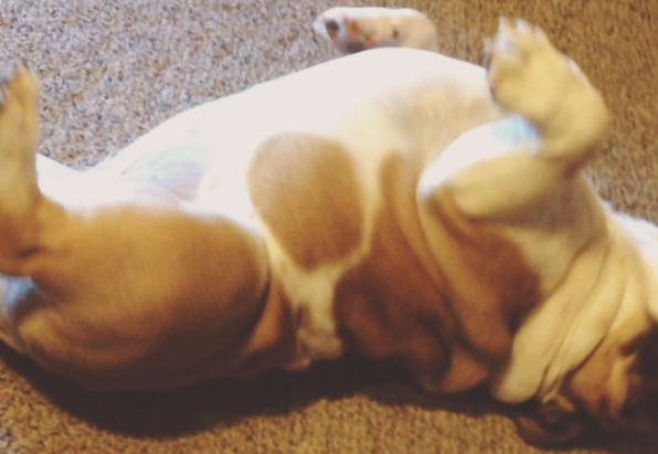 When You See What This English Bulldog Pup Is Doing You're Going To Awww!