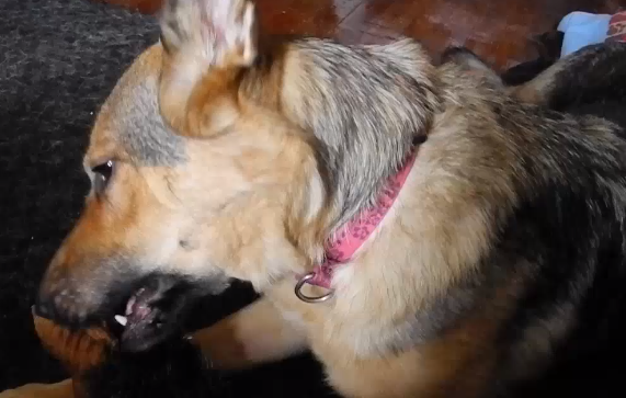 Why This German Shepherd Is So Excited Will Make You Smile!