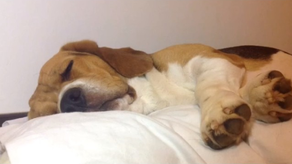 Jack The Beagle Refuses To Accept It's A Monday!