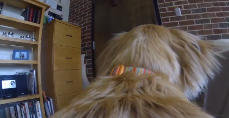 See What This Adorable Golden Retriever Does When Her Person Leaves The House!