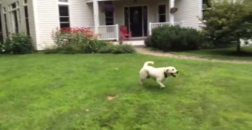 This Adorable Labrador Wants To Play, But Her Hind Legs Have Other Plans!