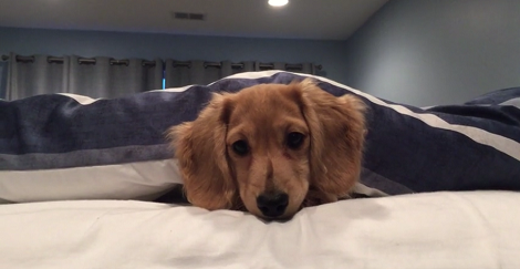 Adorable Dachshund Pup Does The Most Incredible Thing! Check It Out!