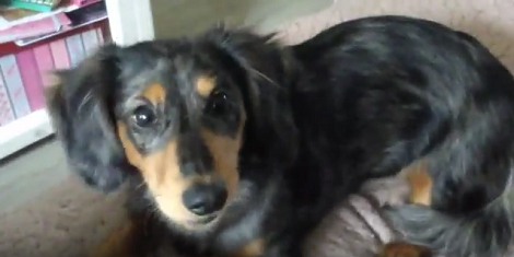 This Adorable Little Puppy Is So Full Of Energy, It's Impossible Not To Laugh!